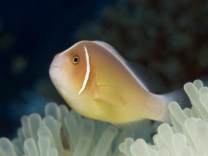 Anemonefish

 Amphiprion perideraion - Halsband Anemone... by Jörg Menge 